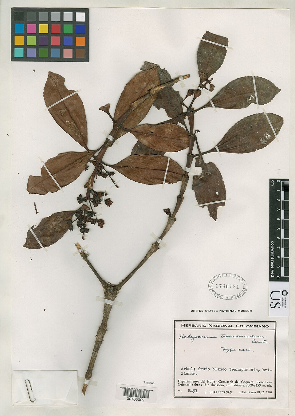 Hedyosmum translucidum