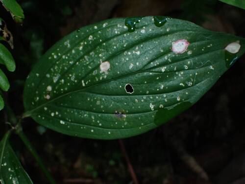 Hedyotis capitellata — photo