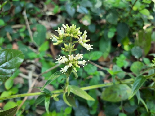 Hedyotis capitellata