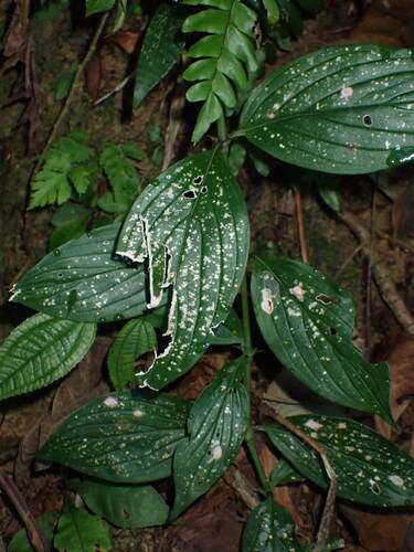 Hedyotis capitellata — photo
