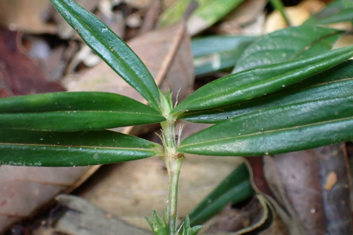 Hedyotis neesiana
