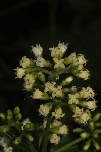 Hedyotis scandens — photo
