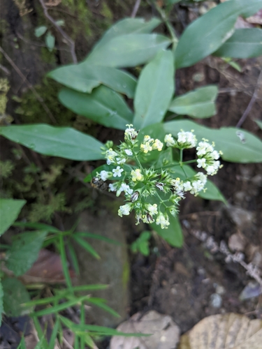Hedyotis scandens