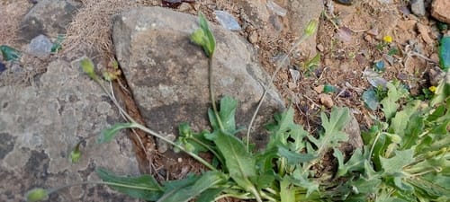 Hedypnois rhagadioloides (Hedypnois) — photo
