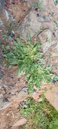 Hedypnois rhagadioloides (Hedypnois) — photo