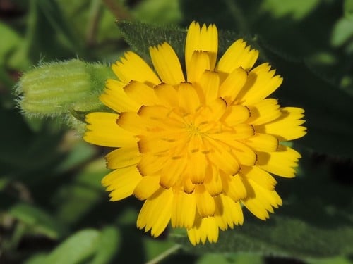 Hedypnois rhagadioloides
