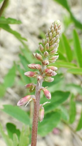 Hedysarum alpinum (Alpine sweetvetch) — photo