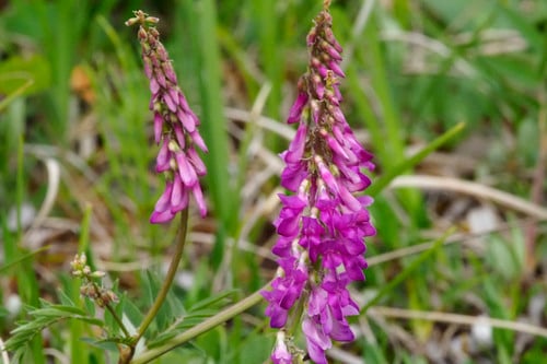 Hedysarum alpinum