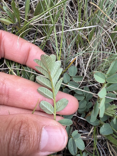 Hedysarum americanum (Indian potato) — photo
