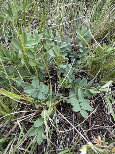 Hedysarum americanum (Indian potato) — photo