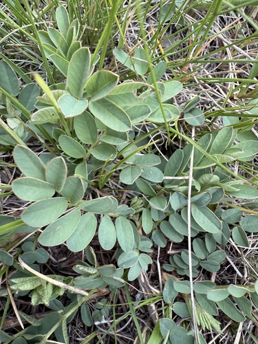 Hedysarum americanum