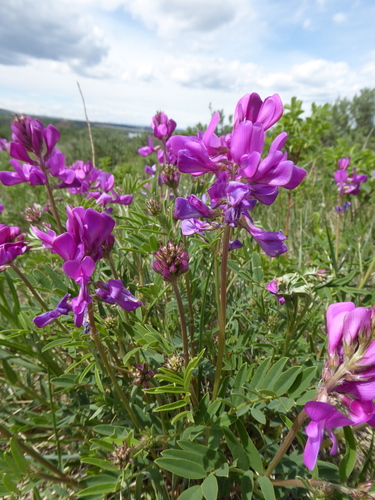 Hedysarum boreale (Northern sweet vetch) — photo