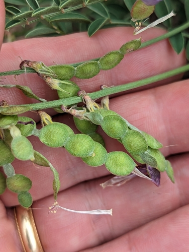 Hedysarum boreale (Northern sweet vetch) — photo