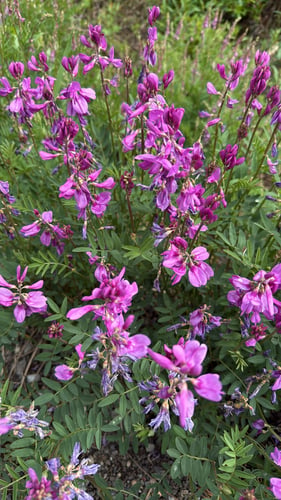 Hedysarum boreale