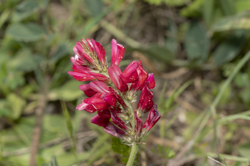 Hedysarum coronarium (French honeysuckle) — photo