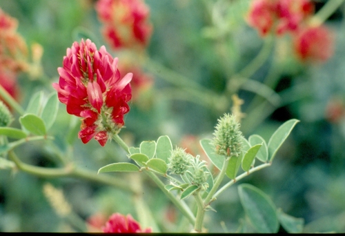 Hedysarum coronarium