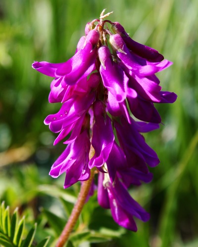 Hedysarum hedysaroides (Alpine French Honeysuckle) — photo