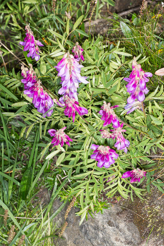 Hedysarum hedysaroides (Alpine French Honeysuckle) — photo