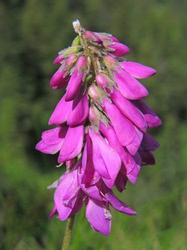 Hedysarum hedysaroides