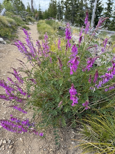 Hedysarum occidentale (Liquorice root) — photo