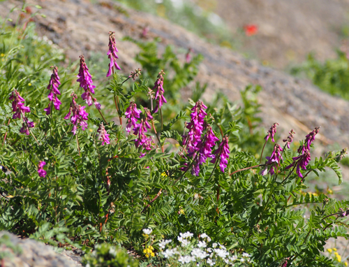Hedysarum occidentale (Liquorice root) — photo