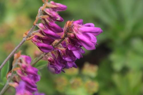 Hedysarum sachalinense