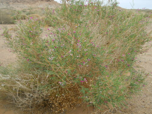 Hedysarum scoparium (Sweetvetch) — photo