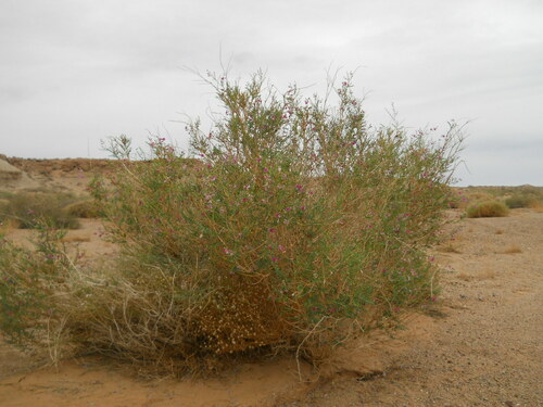 Hedysarum scoparium (Sweetvetch) — photo