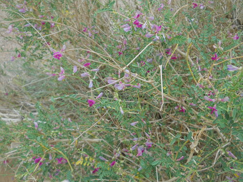 Hedysarum scoparium