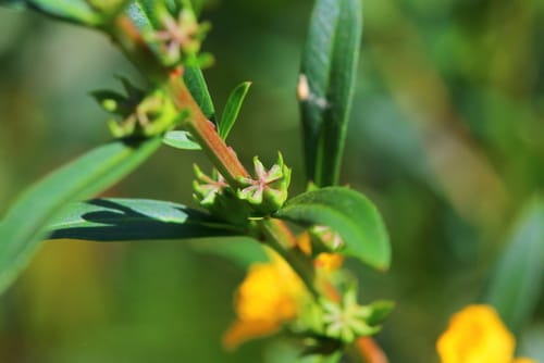 Heimia myrtifolia — photo