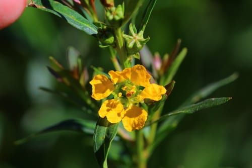 Heimia myrtifolia — photo