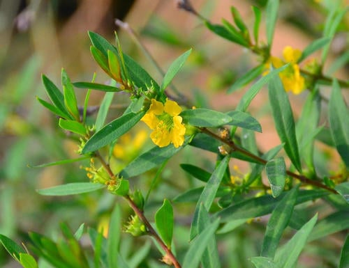 Heimia myrtifolia