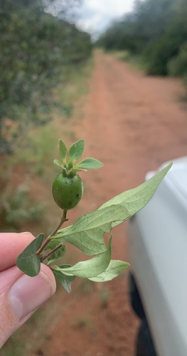 Heinsia crinita subsp. parviflora