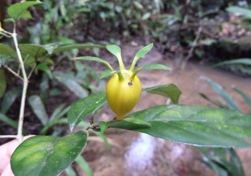 Heinsia crinita subsp. parviflora — photo