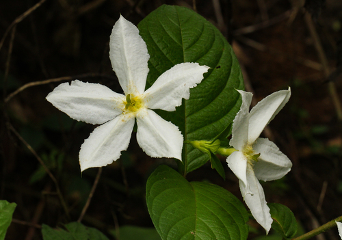 Heinsia crinita subsp. parviflora — photo