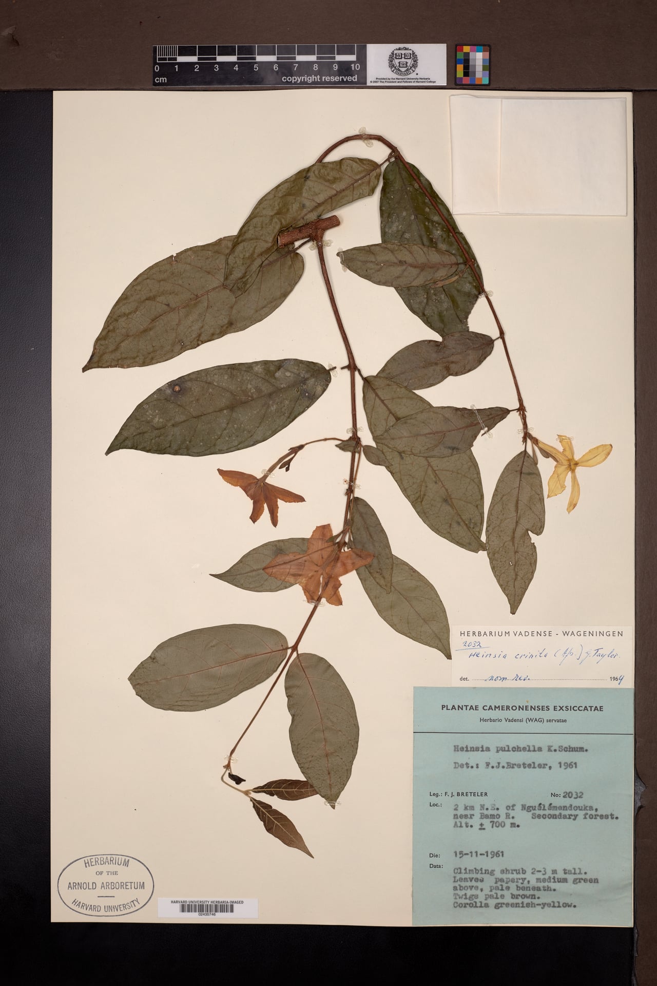 Heinsia pulchella — photo
