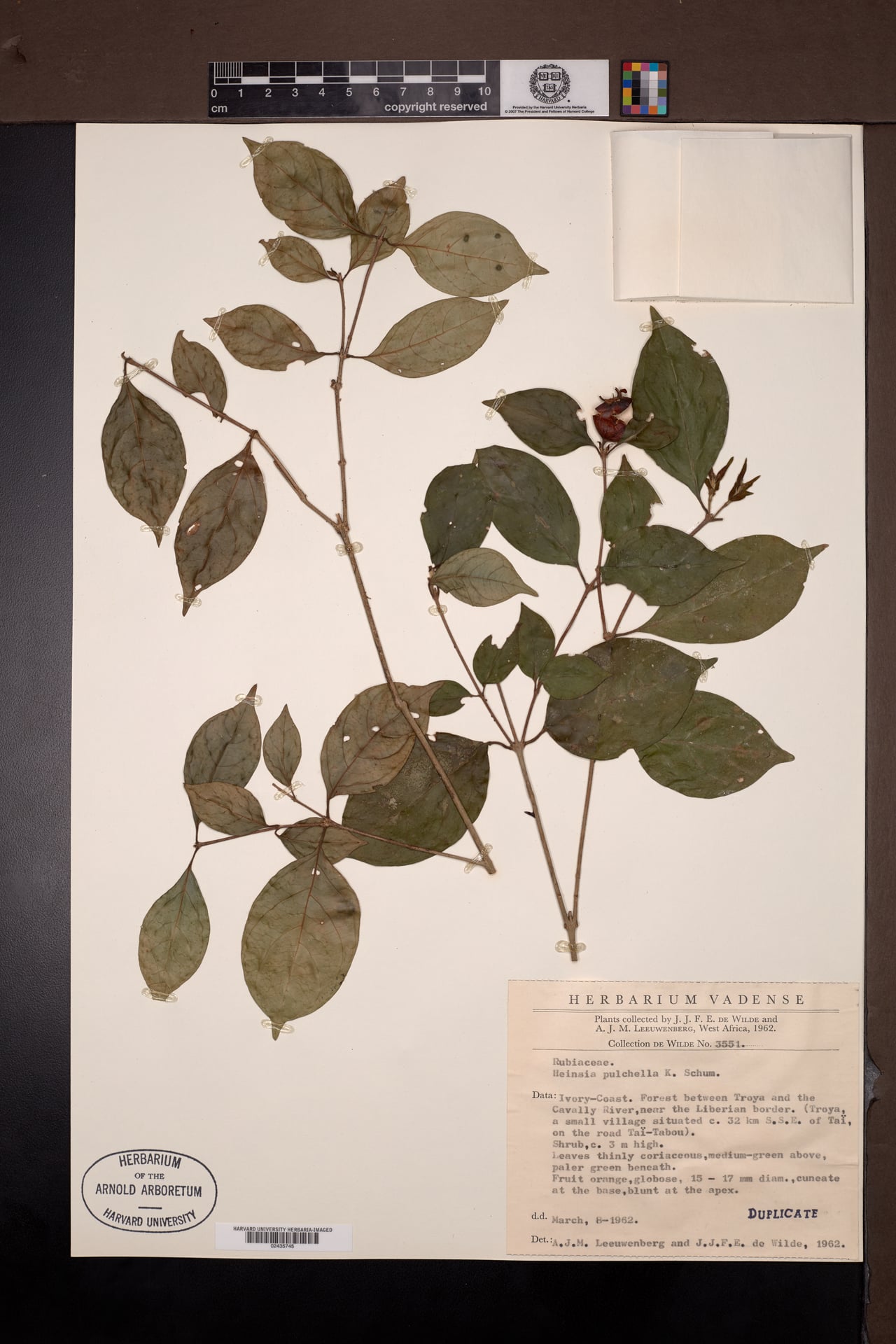 Heinsia pulchella