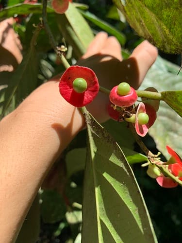 Heisteria acuminata (Acuminate heisteria) — photo