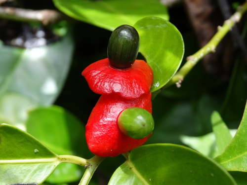 Heisteria acuminata