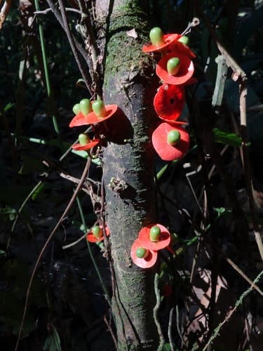 Heisteria latifolia (Broad leaf heisteria) — photo
