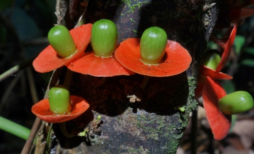 Heisteria latifolia