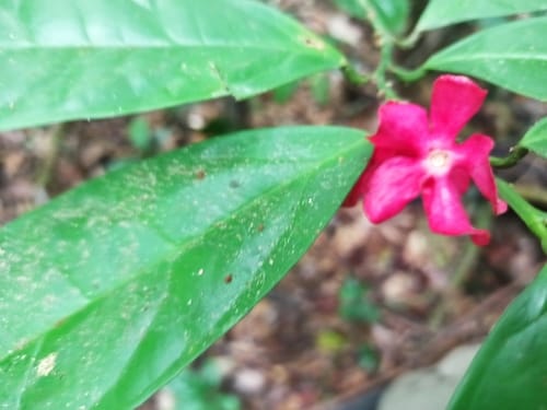 Heisteria parvifolia — photo