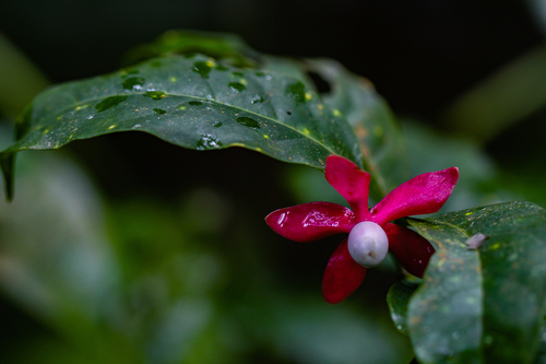 Erythropalaceae