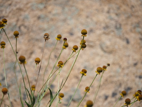 Helenium puberulum (Rosilla) — photo