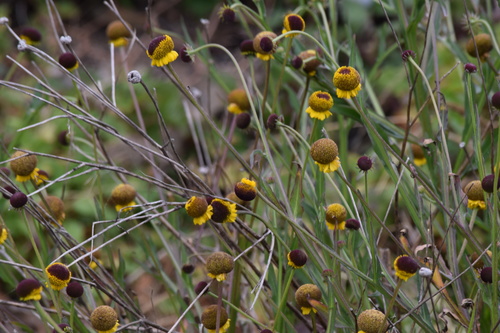 Helenium puberulum (Rosilla) — photo