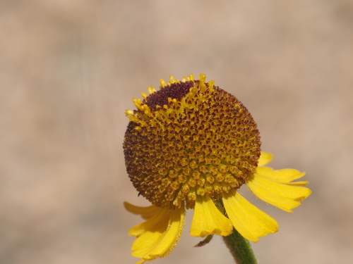 Helenium puberulum