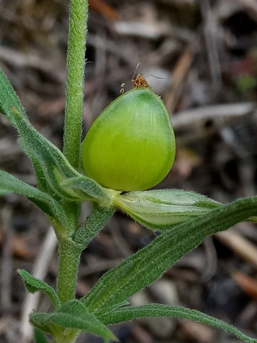 Helianthemum ledifolium (Kama) — photo