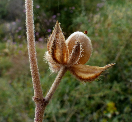 Helianthemum ledifolium (Kama) — photo