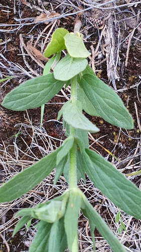 Helianthemum ledifolium