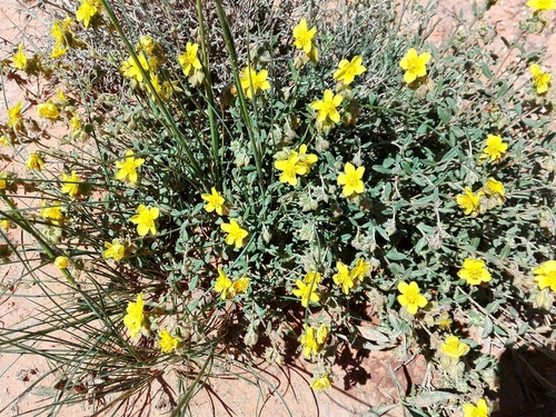 Helianthemum lippii (Kama) — photo